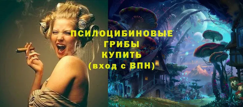 Псилоцибиновые грибы Psilocybe  цены   Прокопьевск 